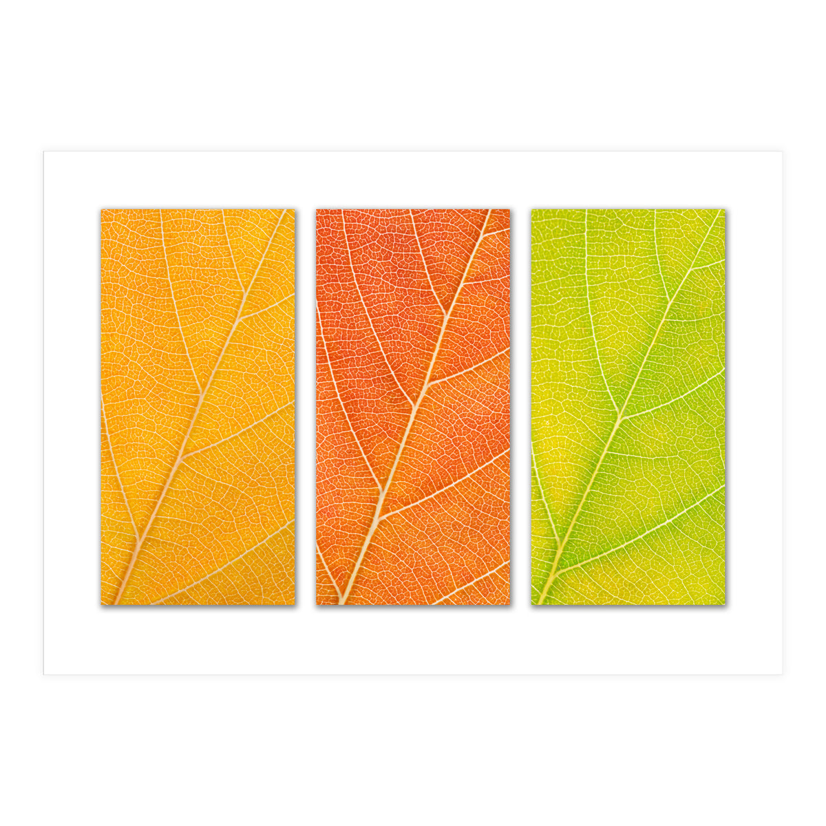 Autumn Leaves (Print Only)
