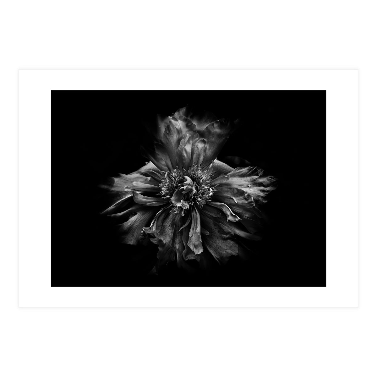 Backyard Flowers In Black And White No 49 (Print Only)