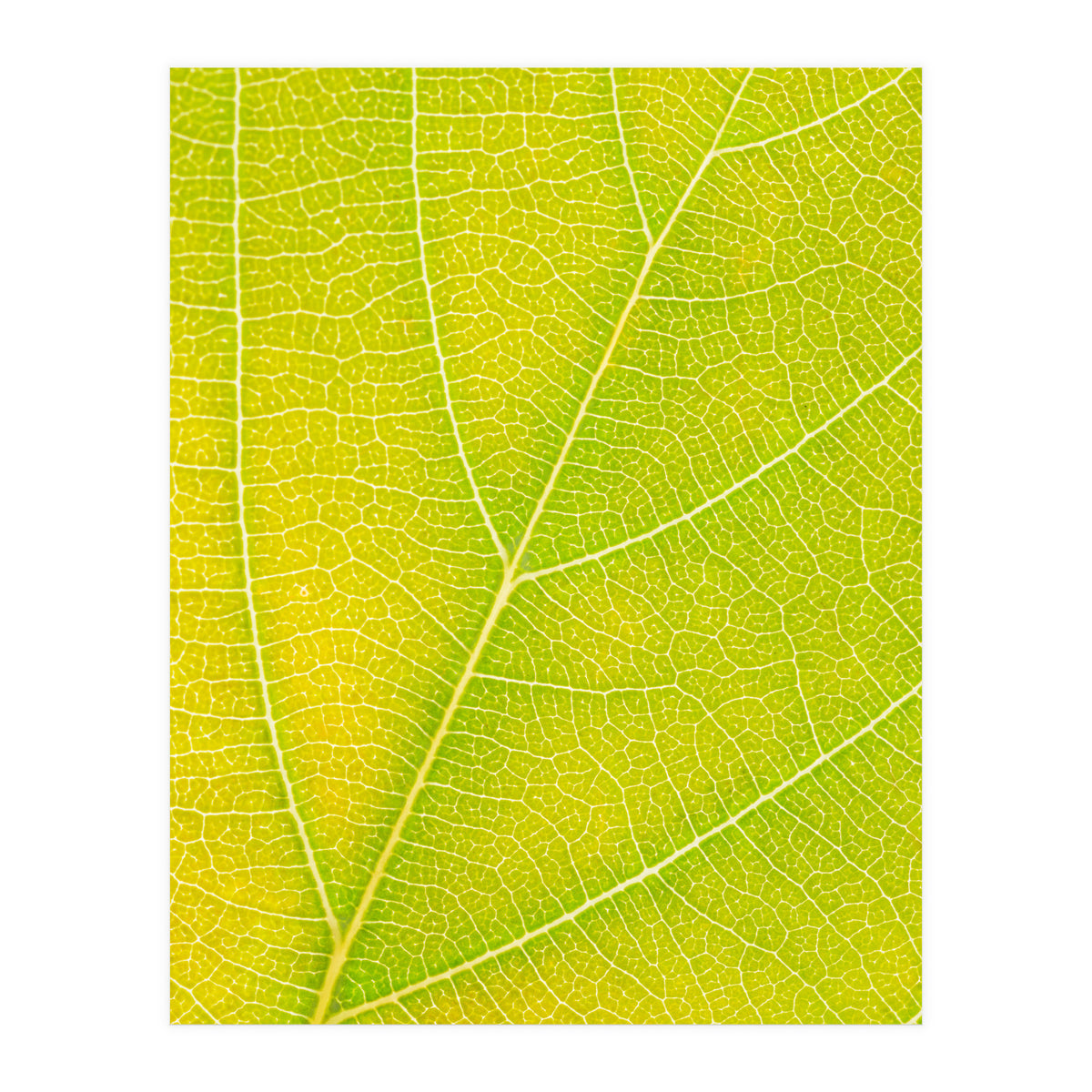 Autumn Leaf (Print Only)