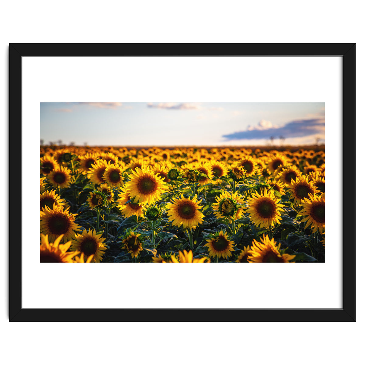 Summer Sunflowers