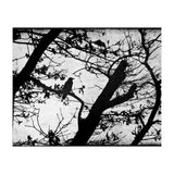 Black raven (Print Only) thumbnail
