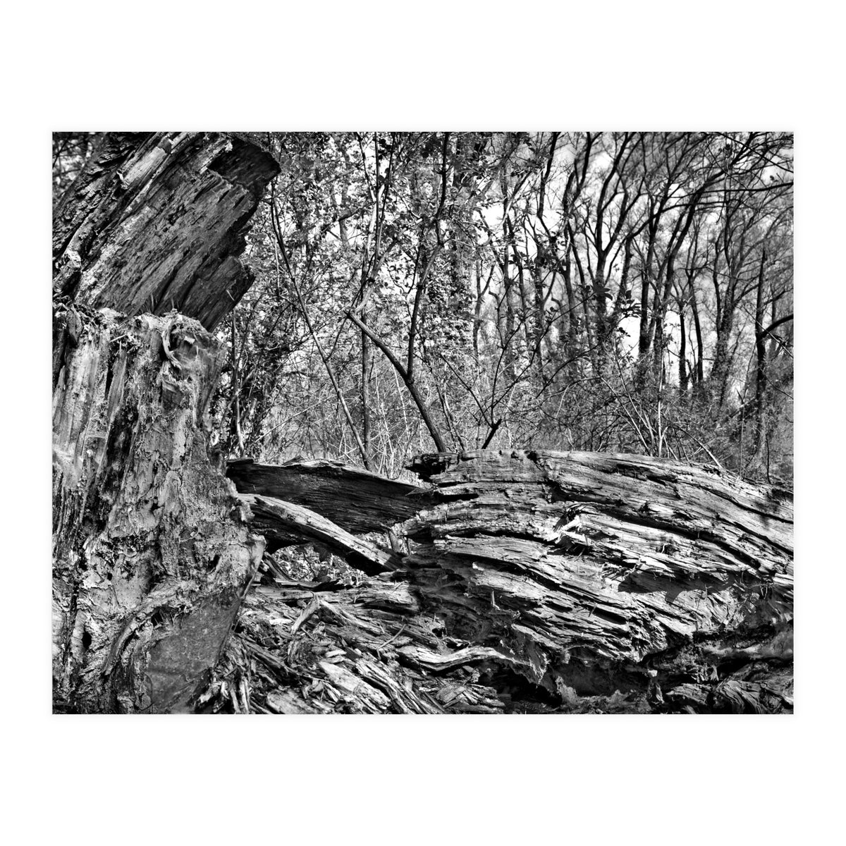 Rotten wood (Print Only)
