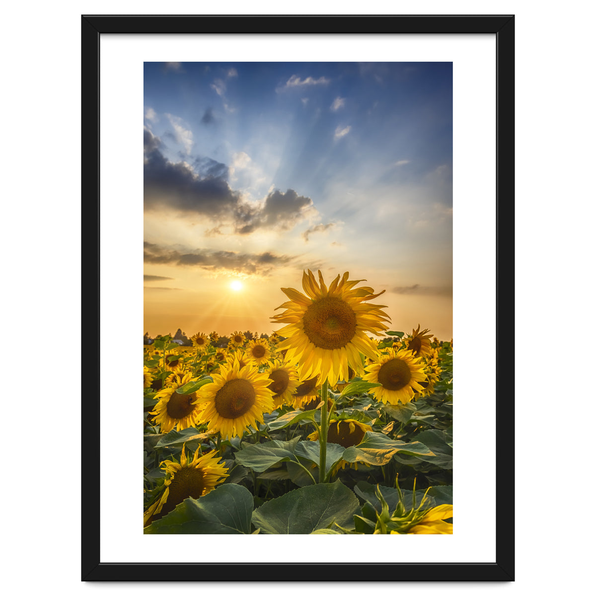Sunflower field at sunset