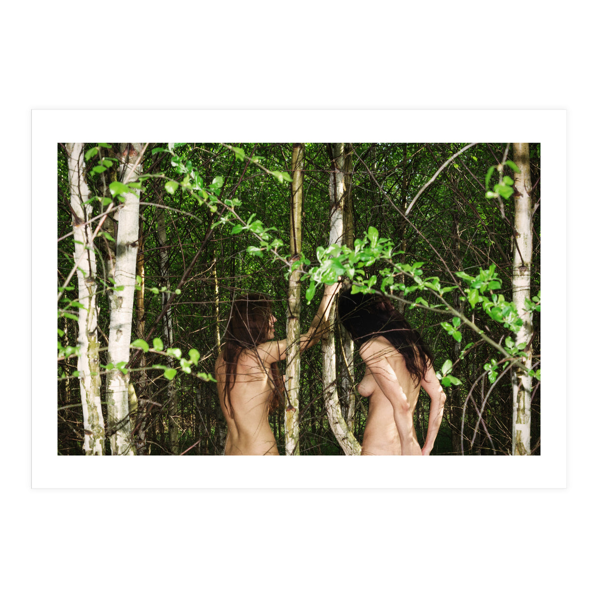 Birches (Print Only)