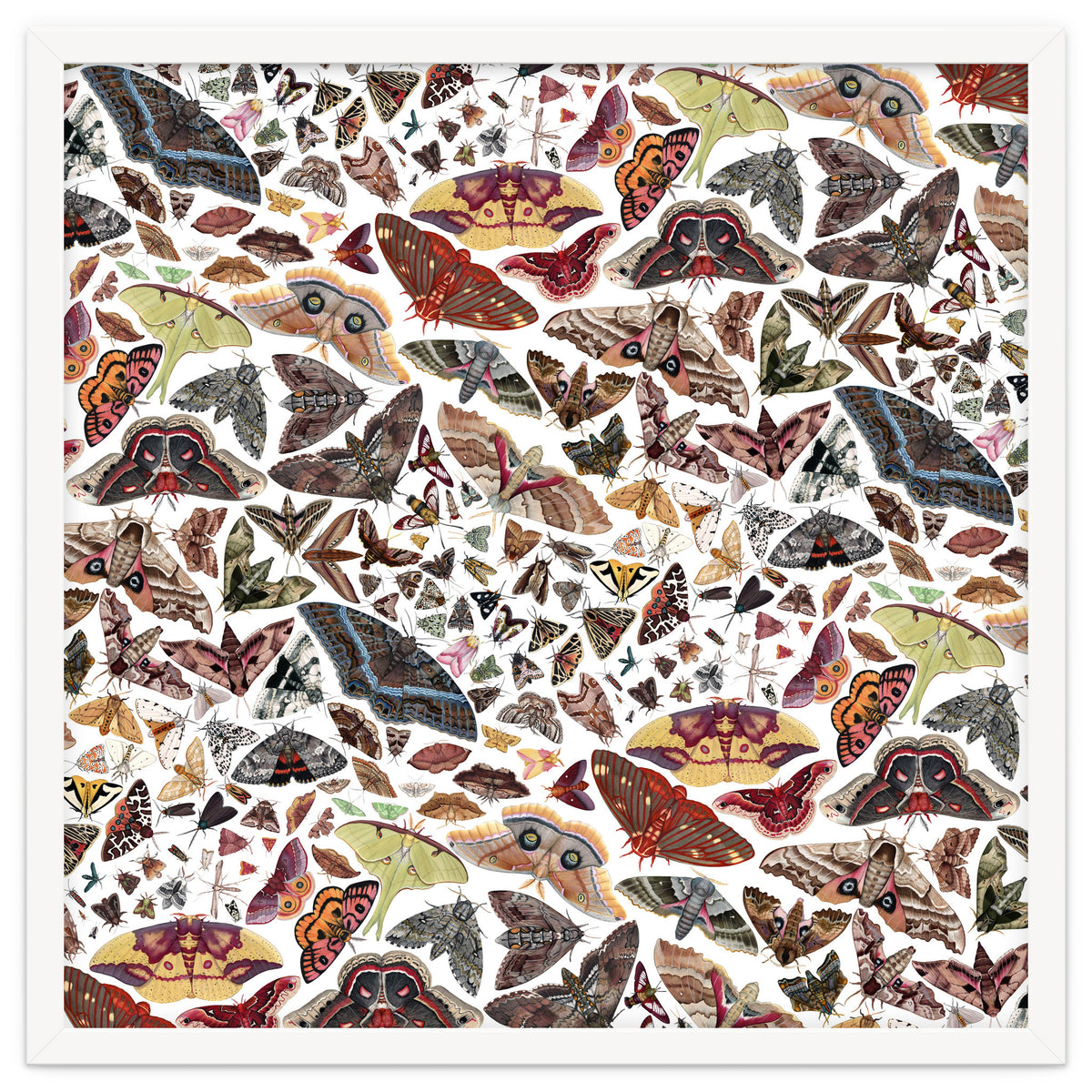 Moths of North America Pattern