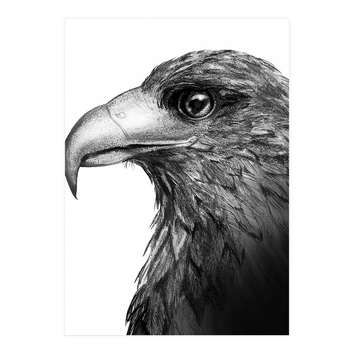 Harris's Hawk (Print Only)