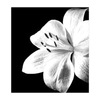 White Lily Black Background (Print Only)