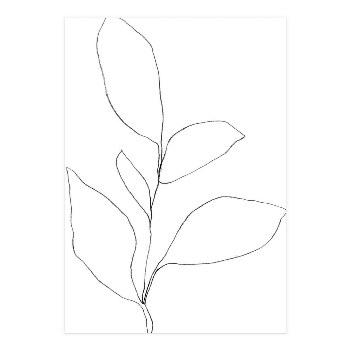 Five Leaf Plant (Print Only)