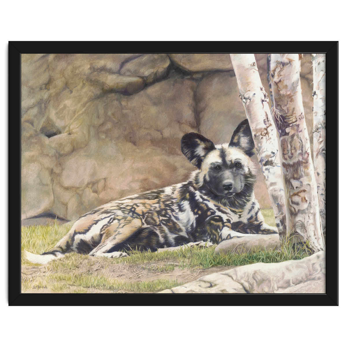 Afican Painted Dog IV - Imara