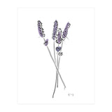 Lavender (Print Only) thumbnail