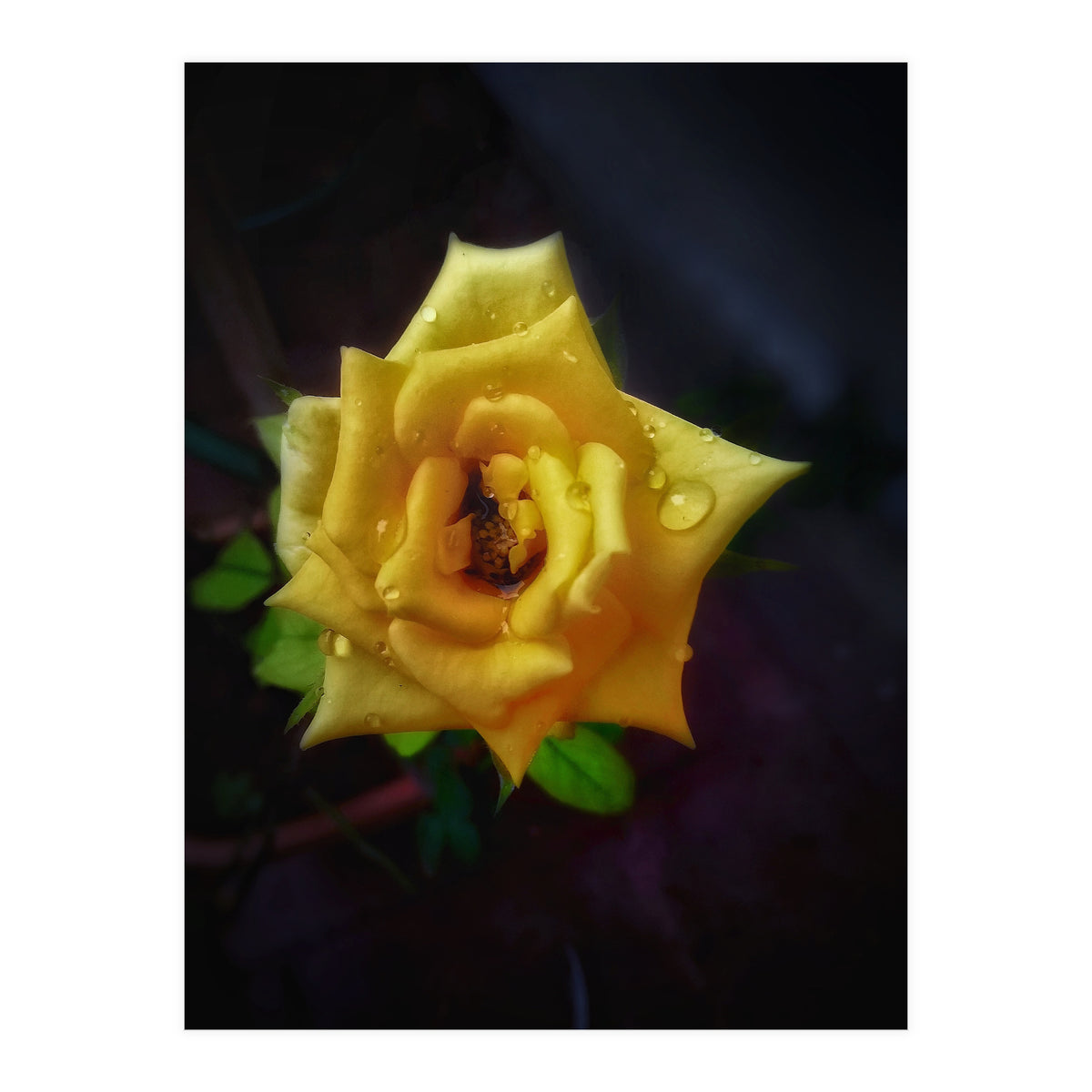 Yellow Flora (Print Only)