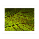 Leaf (Print Only) thumbnail