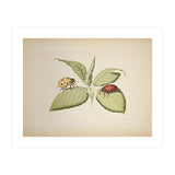 Vintage Ladybirds Illustration (Print Only) thumbnail