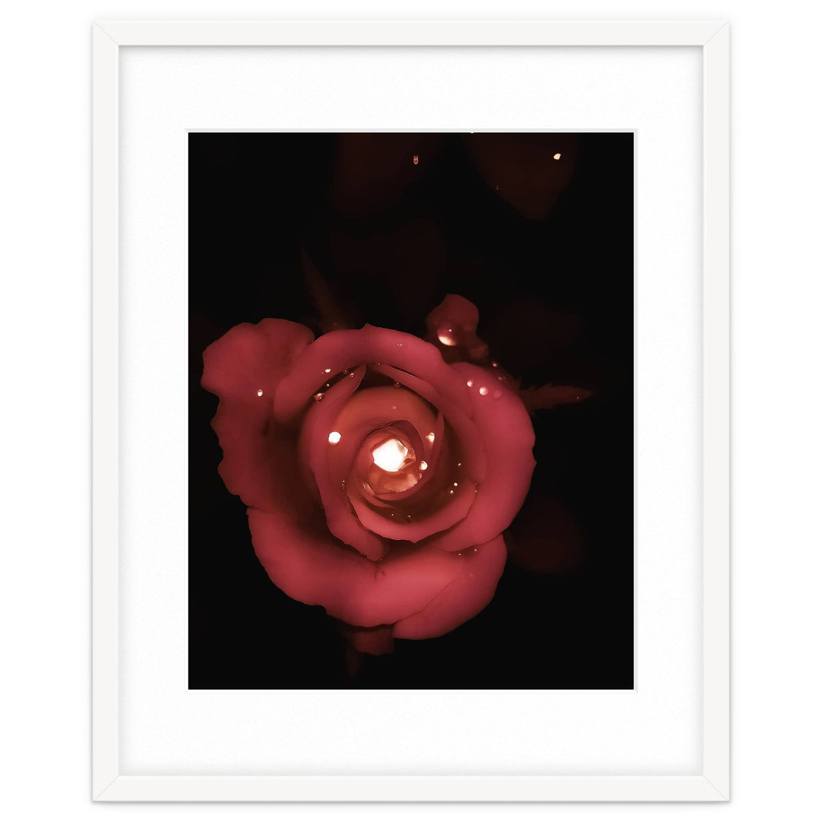 Lighting Rose