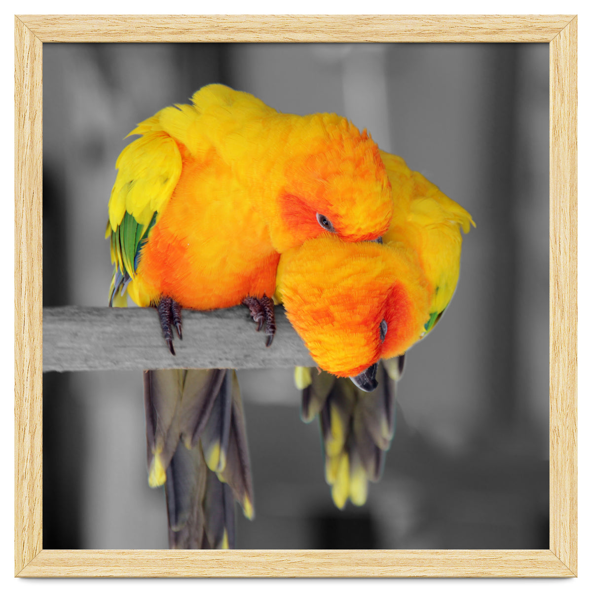 Two sun conures
