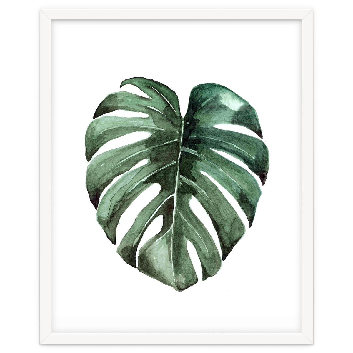 Botanical Illustration Monstera Deliciosa