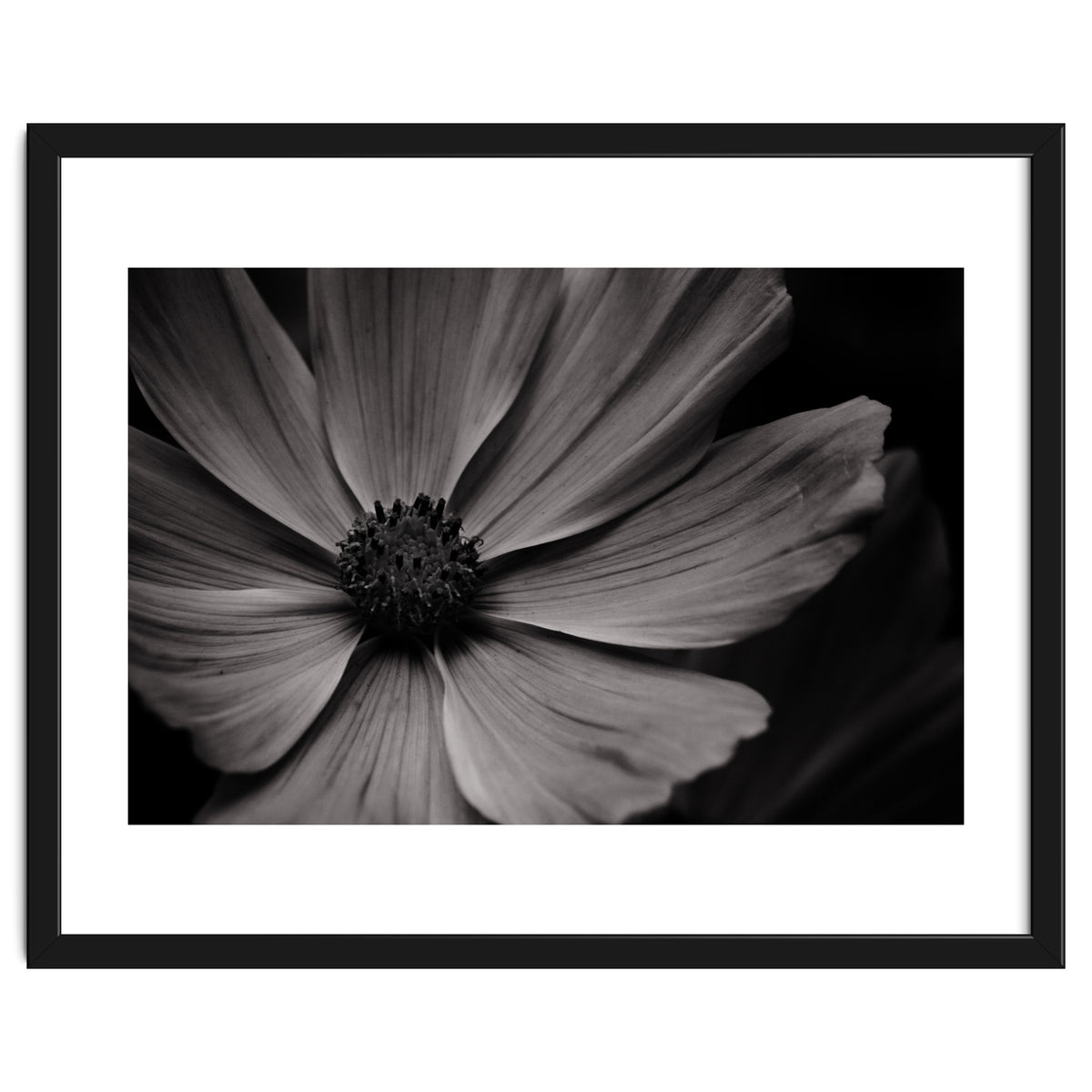 Black And White Flower