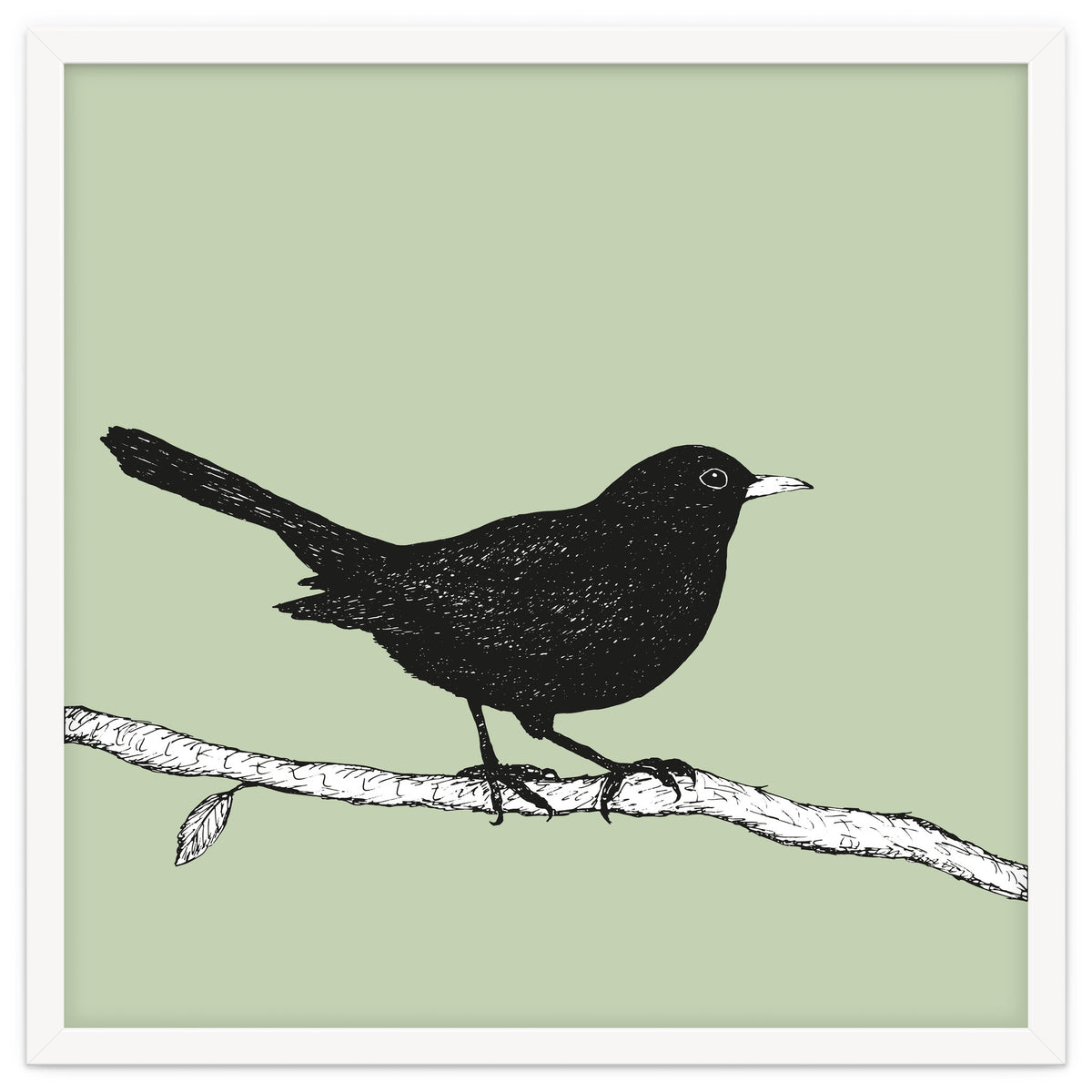 Blackbird pen drawing