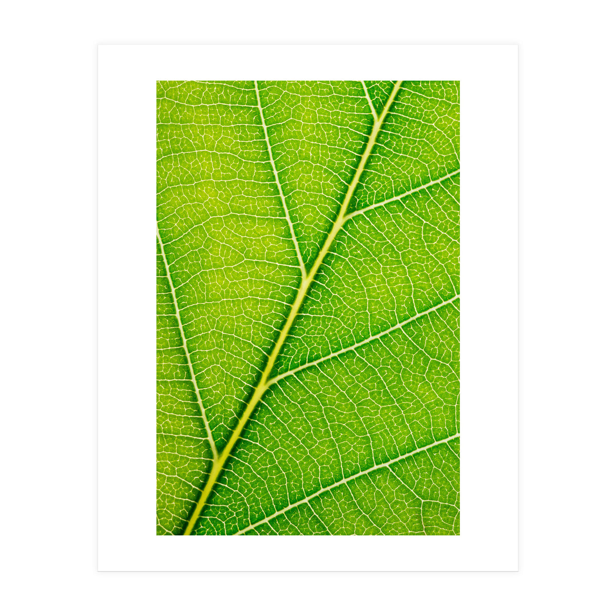 Autumn Leaf (Print Only)