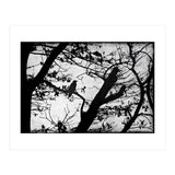 Black raven (Print Only) thumbnail