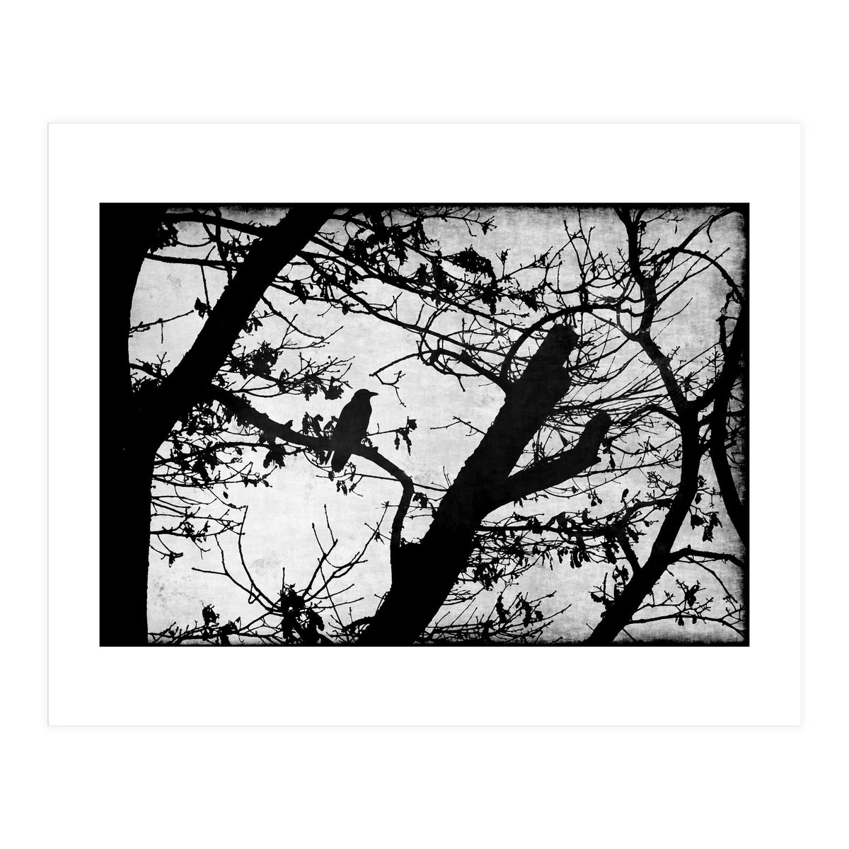 Black raven (Print Only)