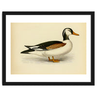 Vintage Duck Painting