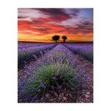 A Place To Dream (Print Only) thumbnail