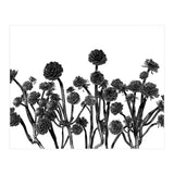 cactus succulents (Print Only) thumbnail