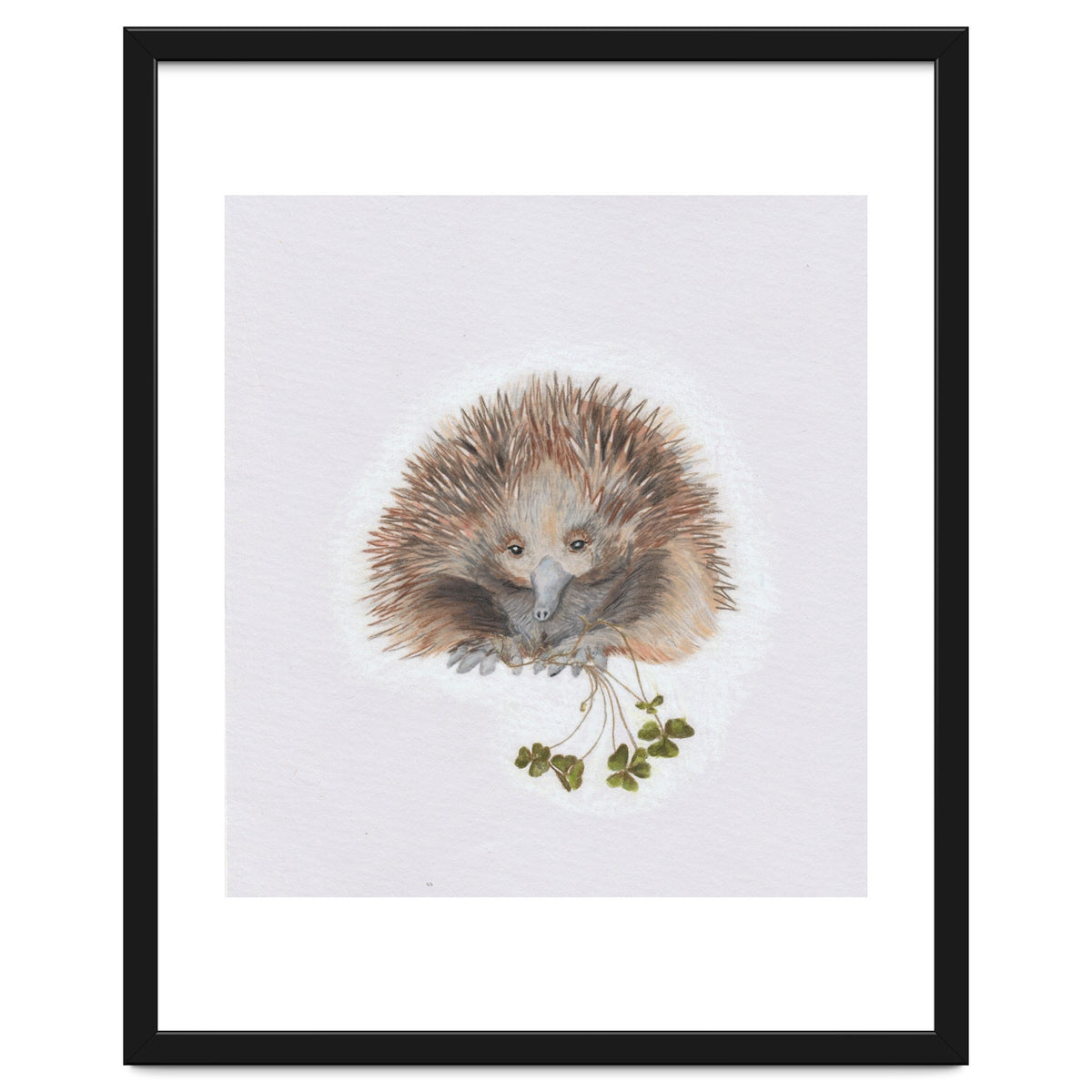 Echidna - Australian Animal Series