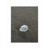 Shell in Sea Shore (Print Only) thumbnail