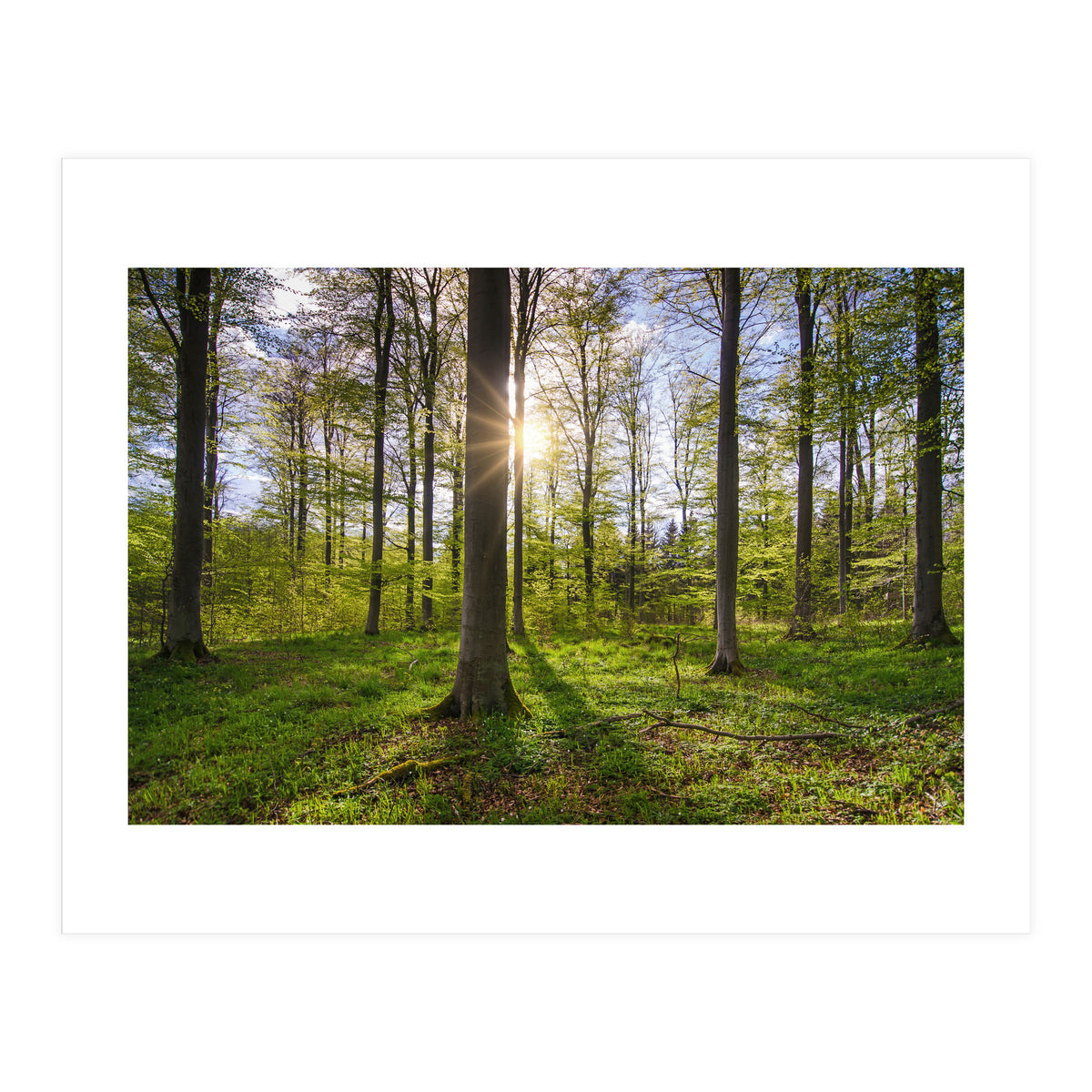 Spring Sun (Print Only)