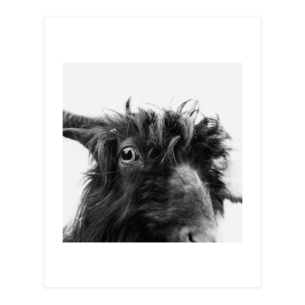 Charly the coat (Print Only)