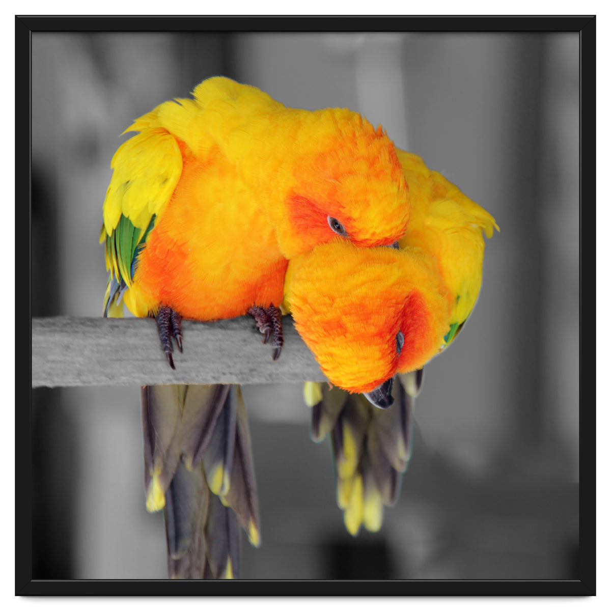 Two sun conures