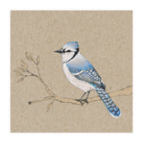Blue jay (Print Only) thumbnail