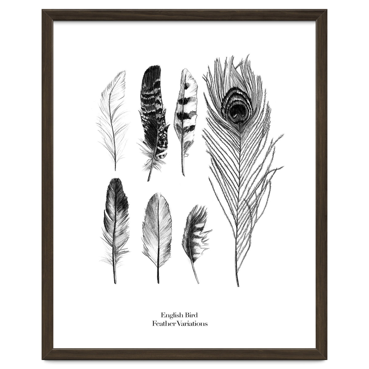 English Feather Variations