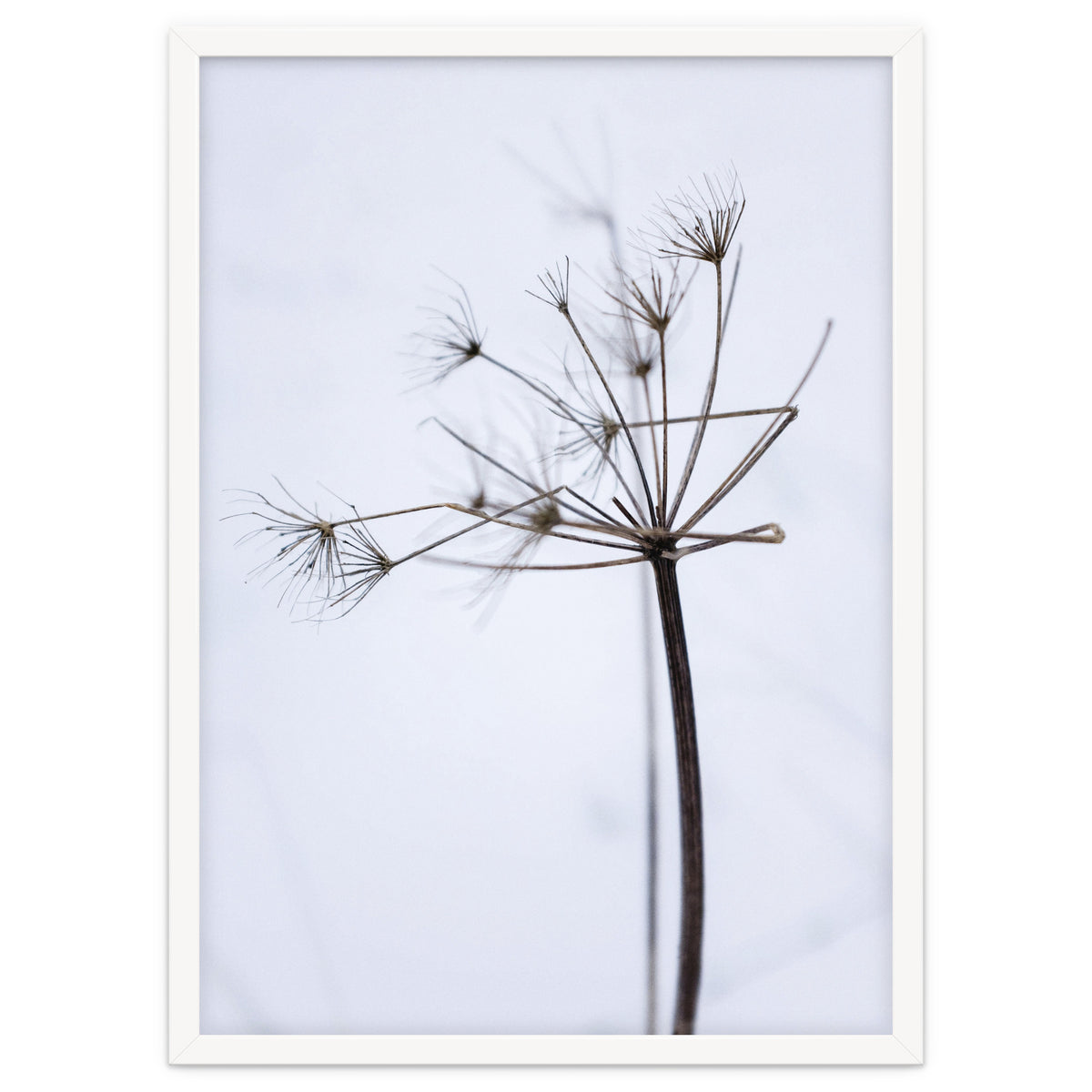 Wildflower in Winter