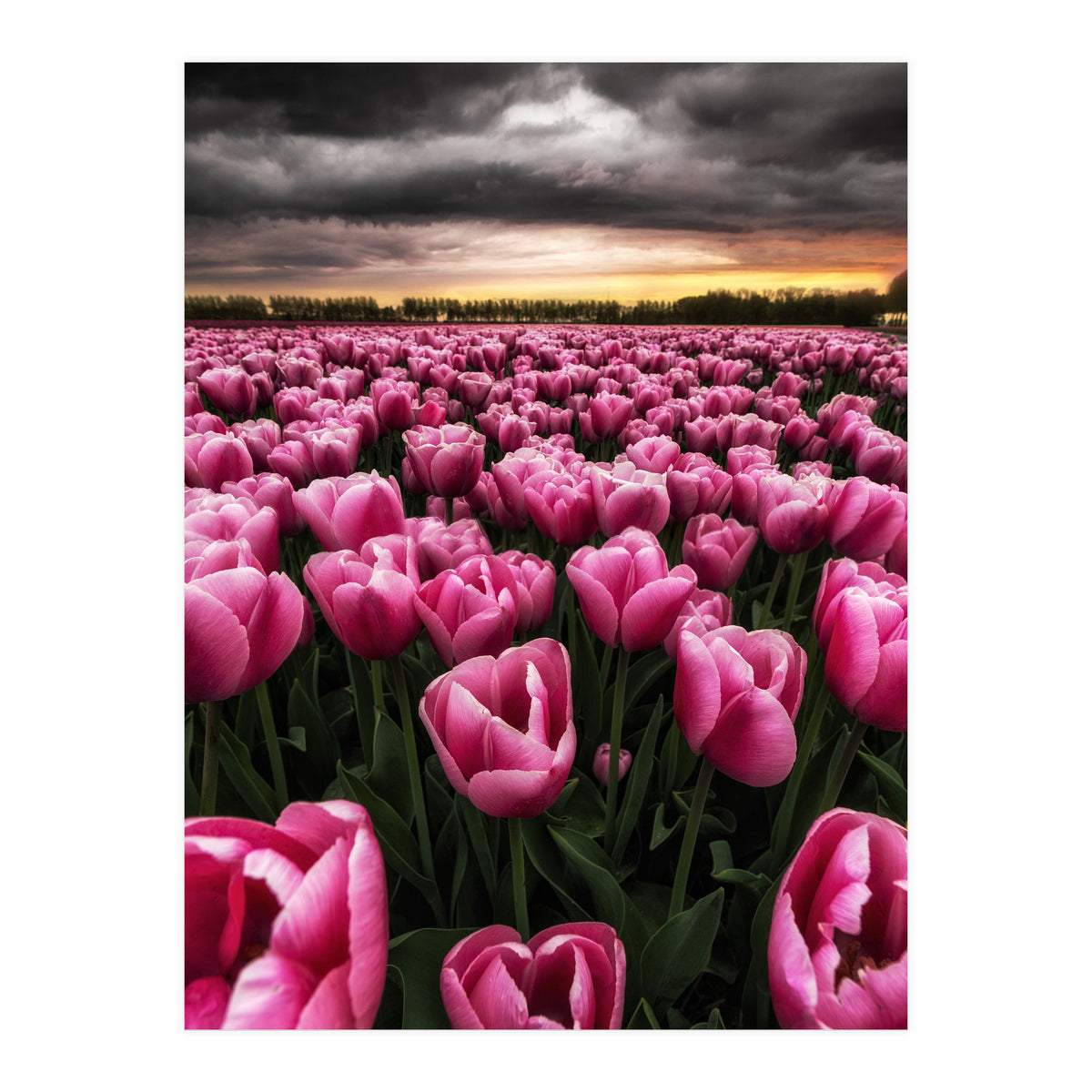 Spring Palette (Print Only)