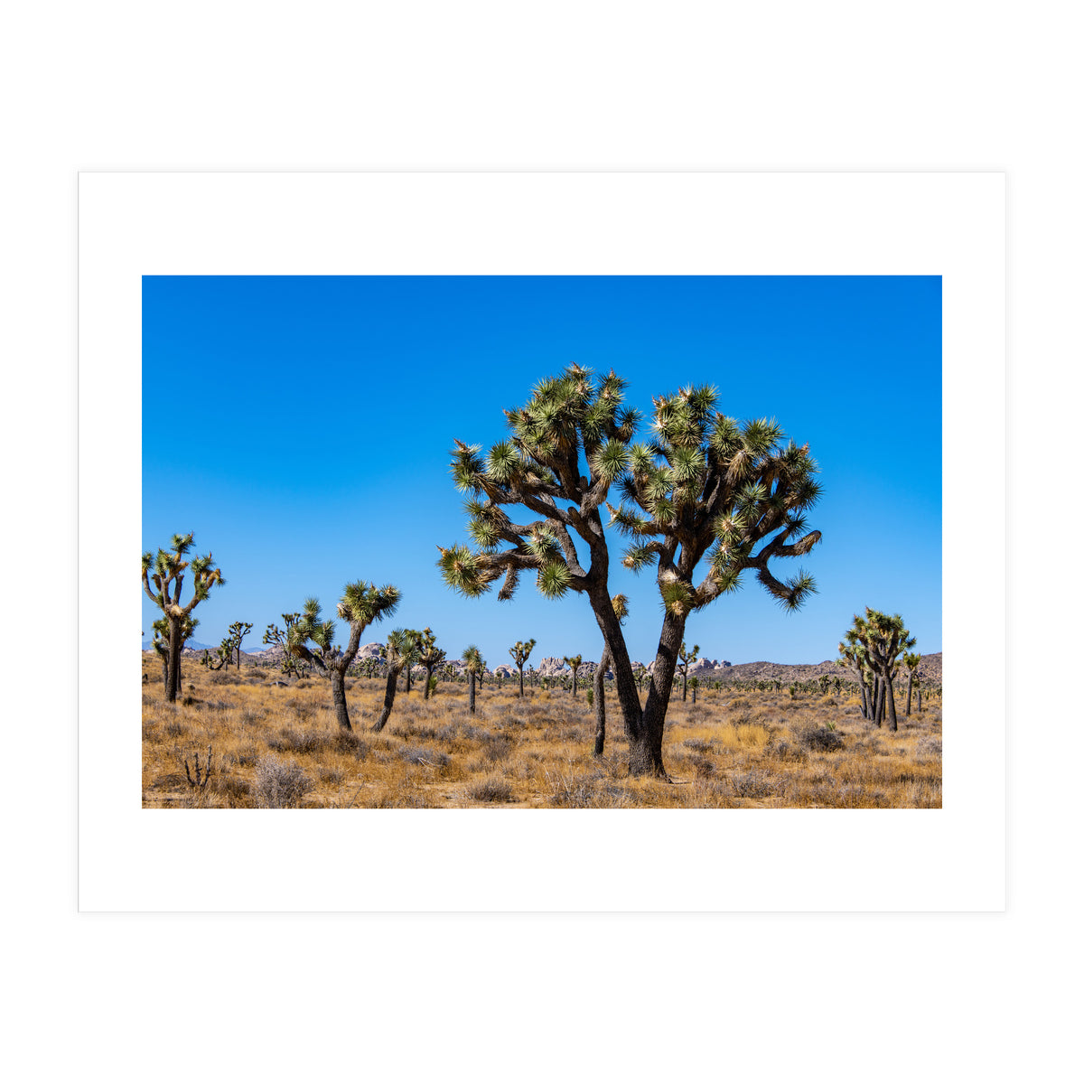 Joshua Trees (Print Only)