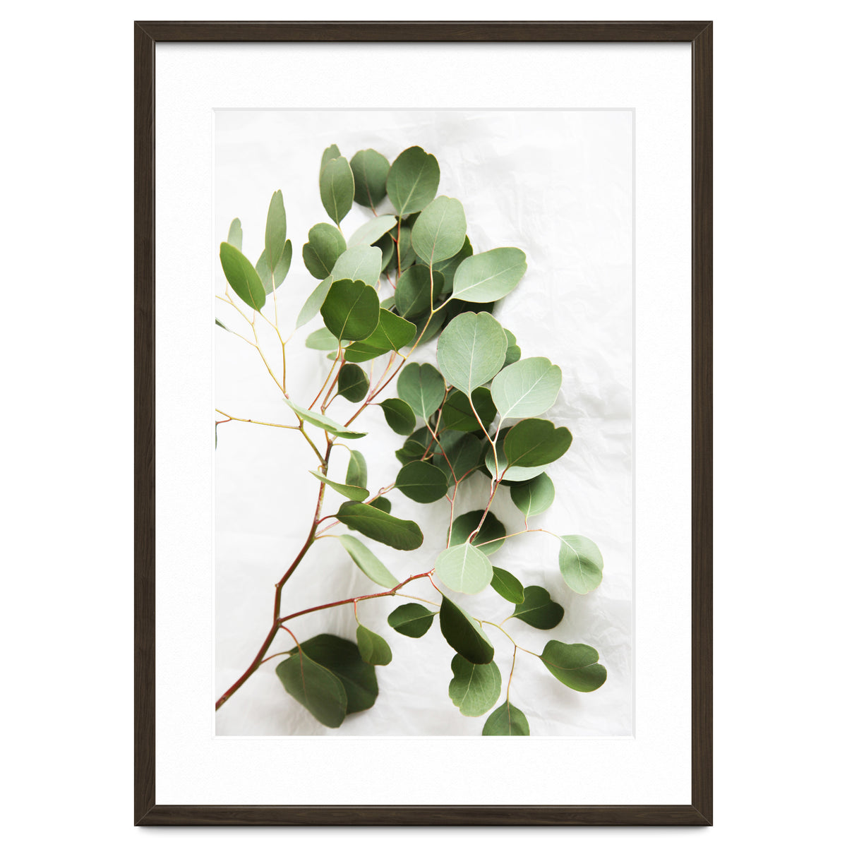 Eucalyptus
