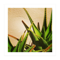 cacti and sunshine (Print Only)