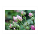 Roses  (Print Only) thumbnail