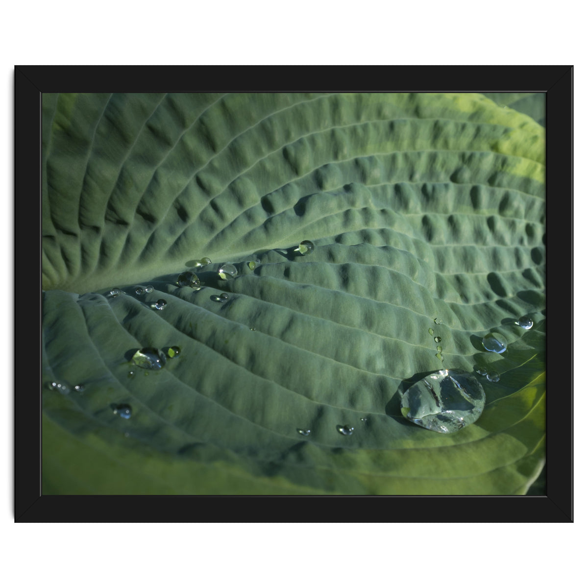 Hosta With Raindrops