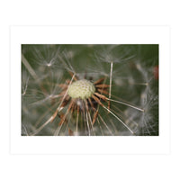 Dandelion Seeds (Print Only)