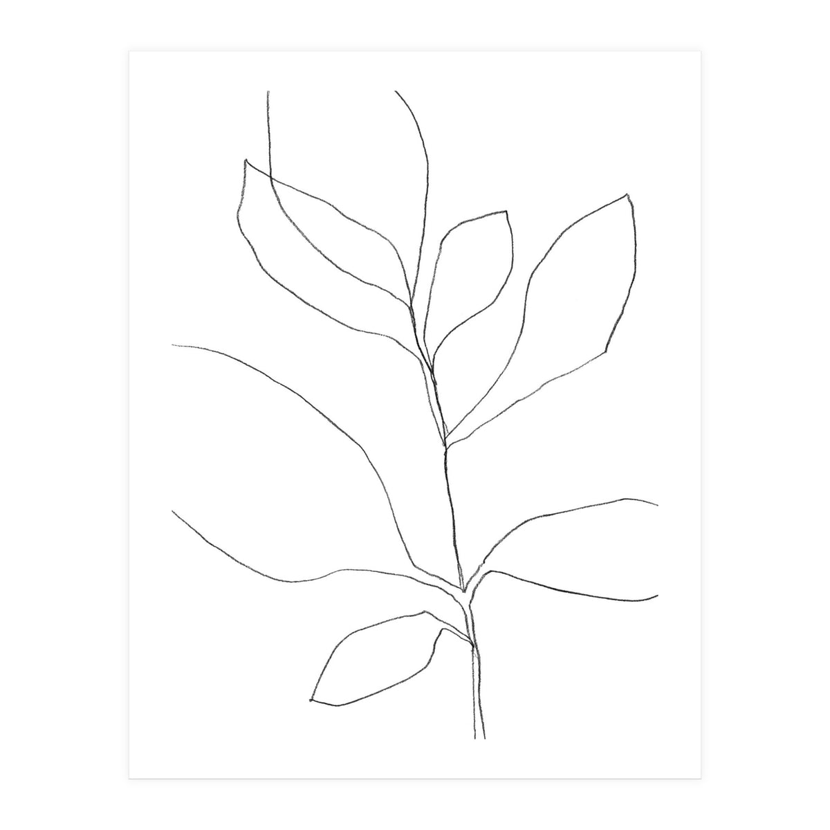 Seven Leaf Plant (Print Only)