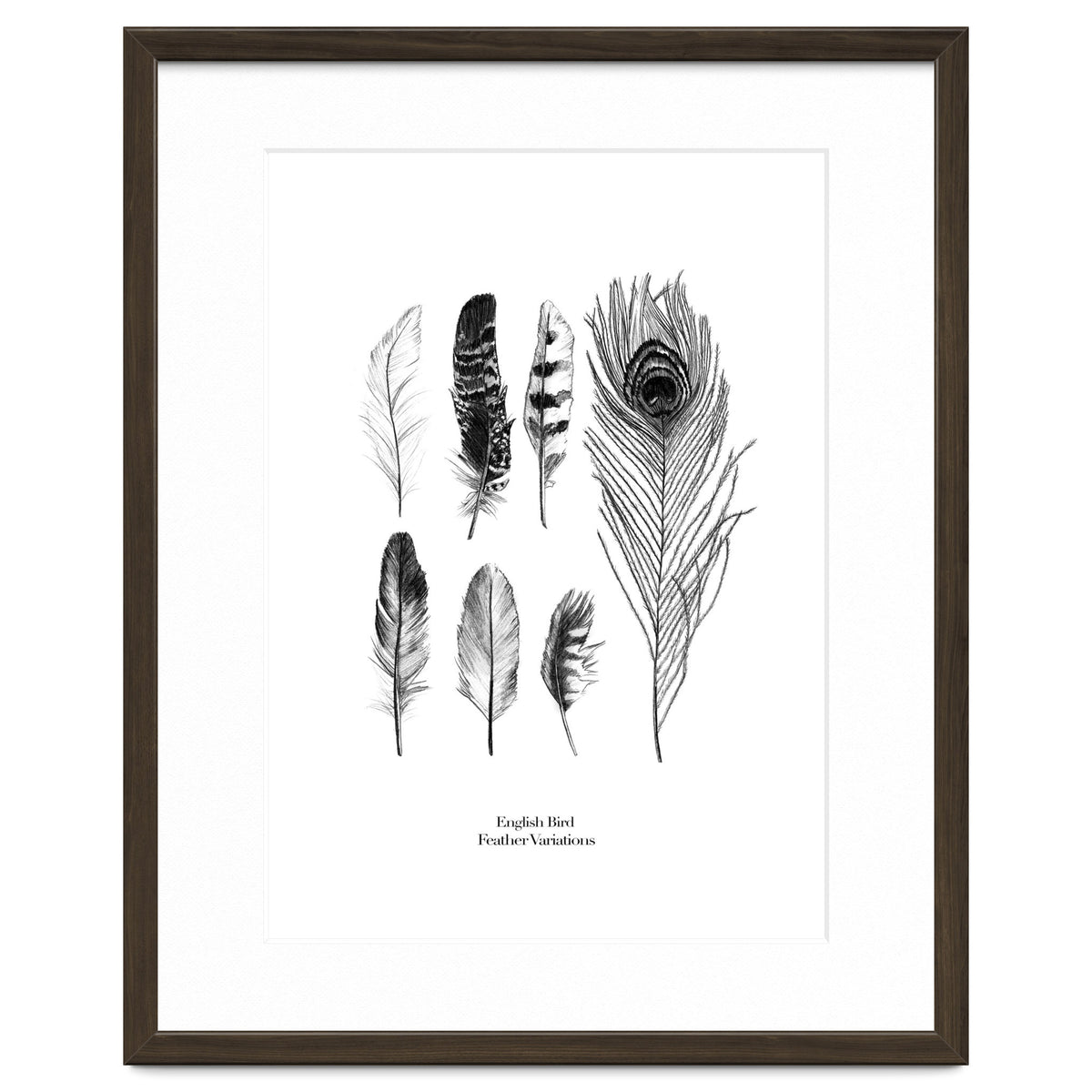 English Feather Variations