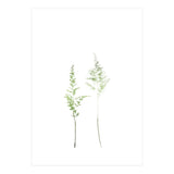 Olive Green Astilbe (Print Only) thumbnail
