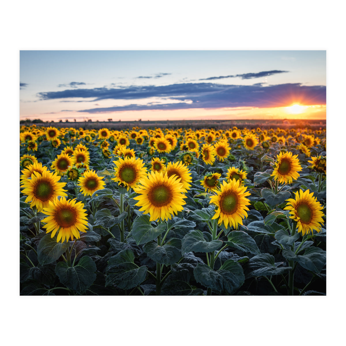 Sunflowersfield (Print Only)