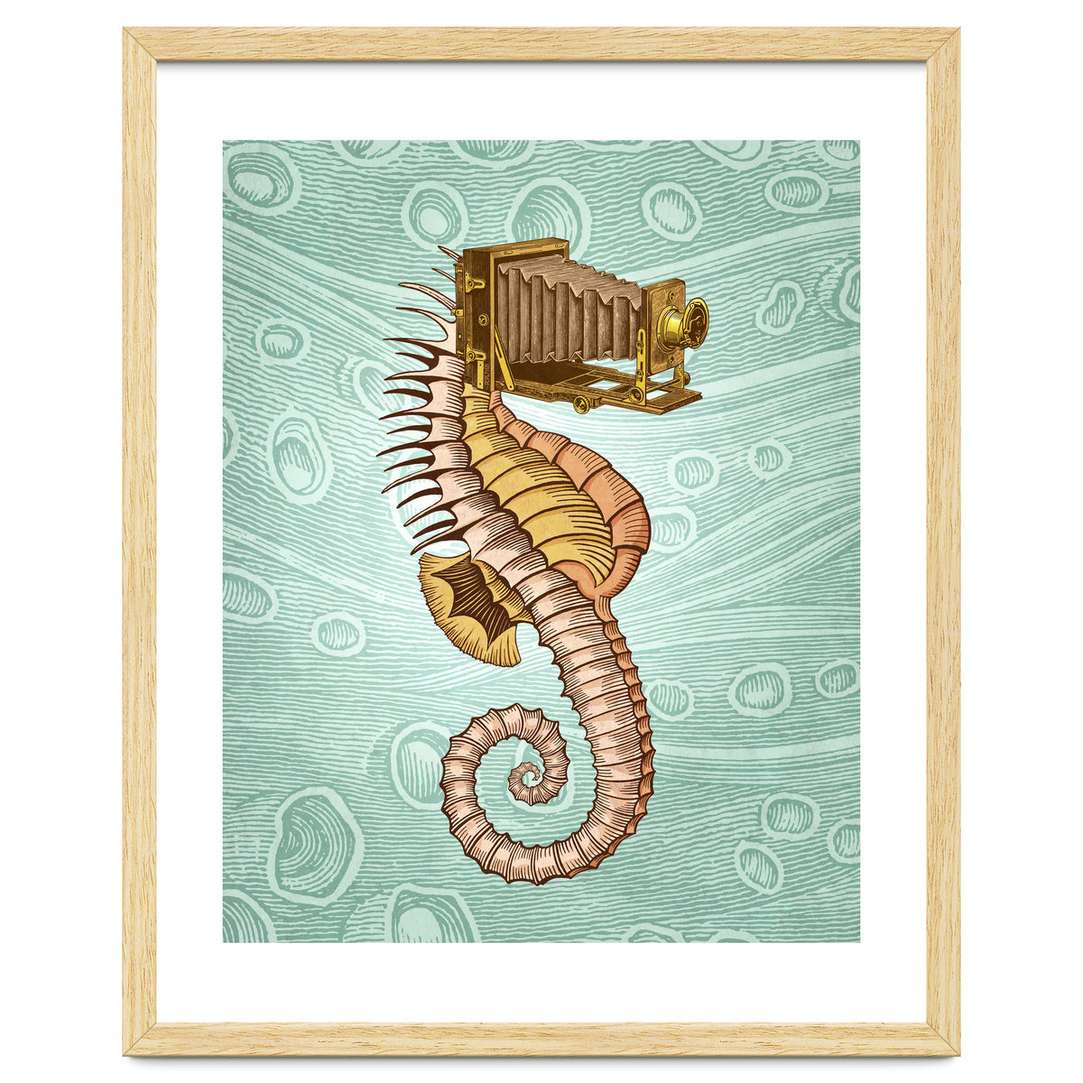 Hippocampus Camerarum