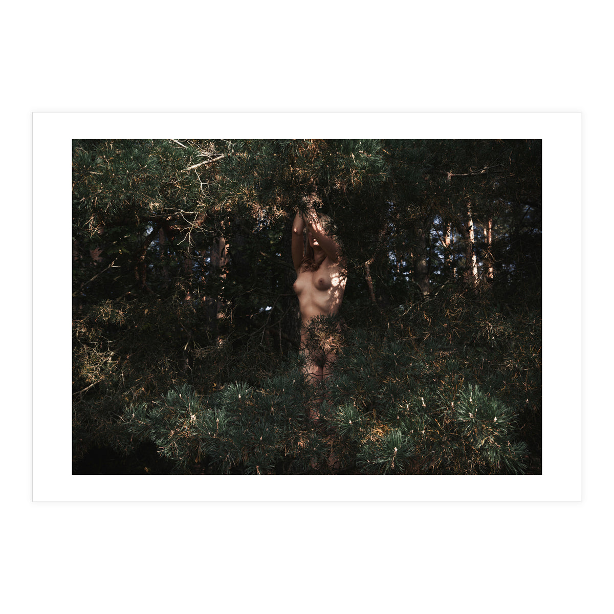 Wild Wild Woods (Print Only)