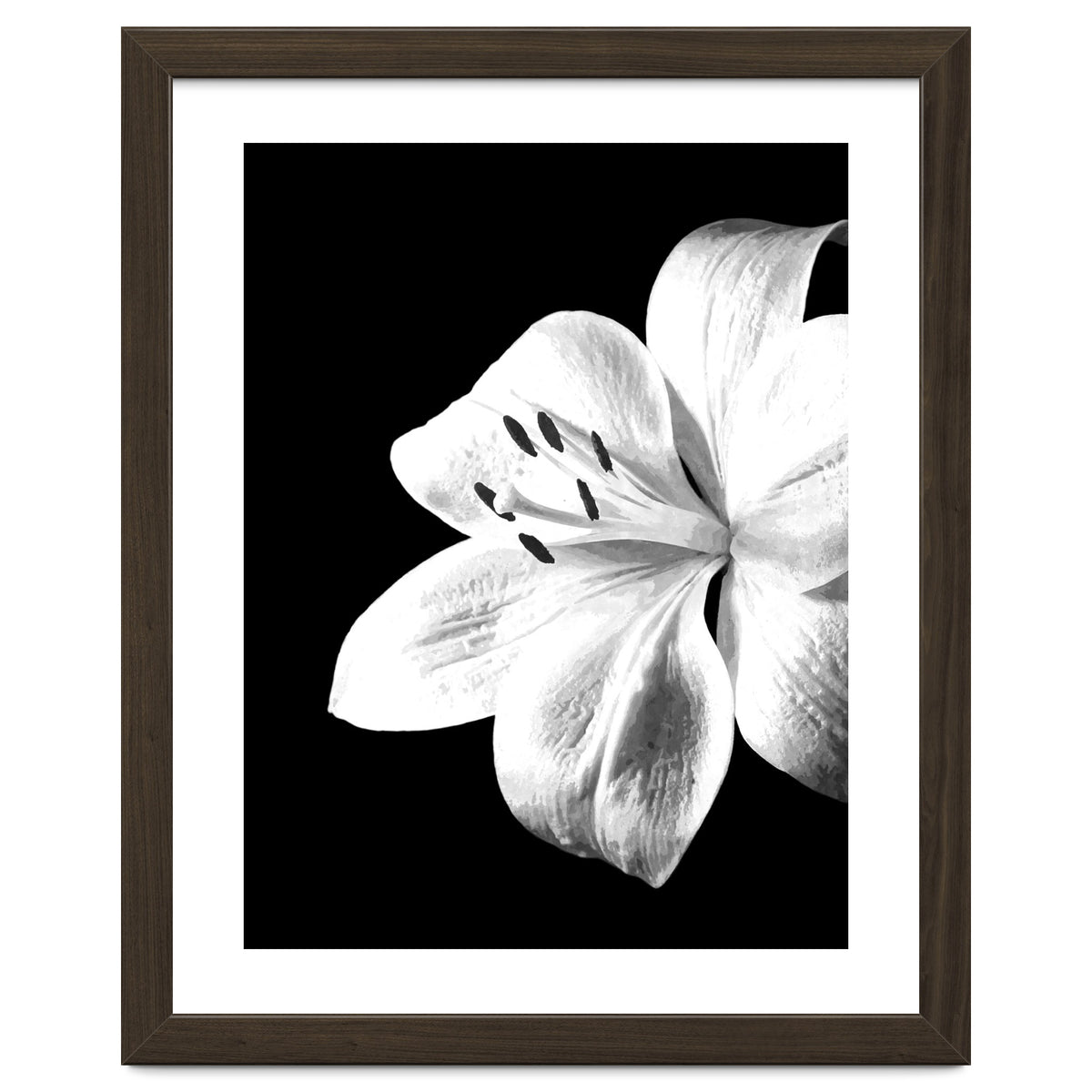 White Lily Black Background